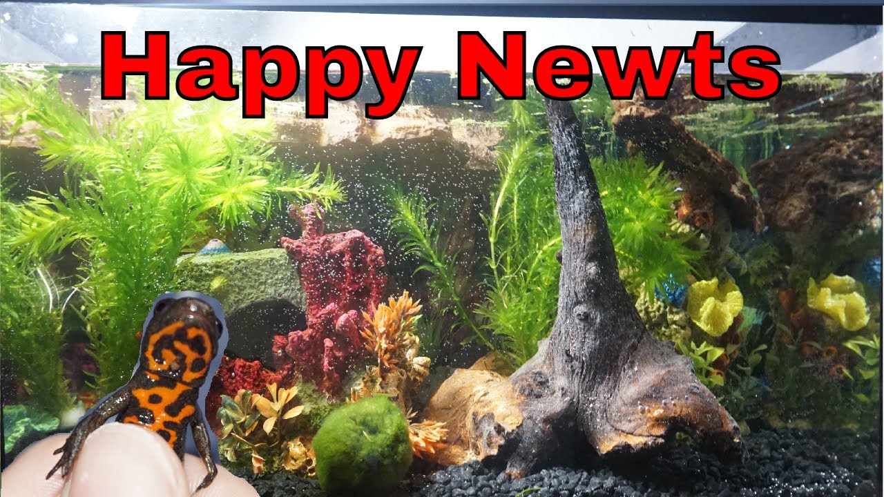 Decorating and Rehousing my Fire  Belly Newts