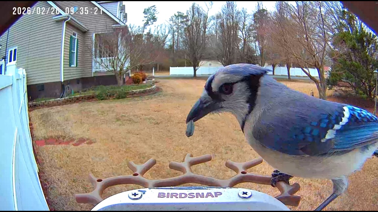 Action at the Feeder