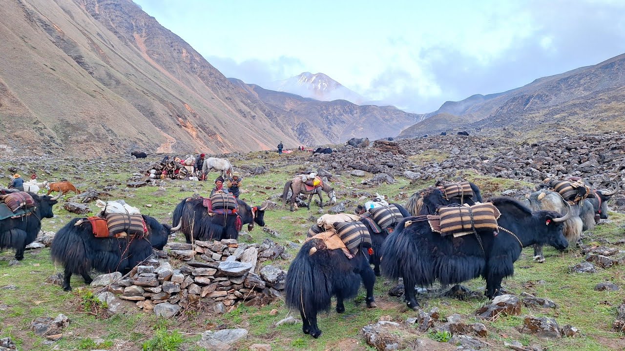 Himalayan Village Life | The Yak Farm | Dolpa Nepal | Best Compilation Video | Real Nepali Life |