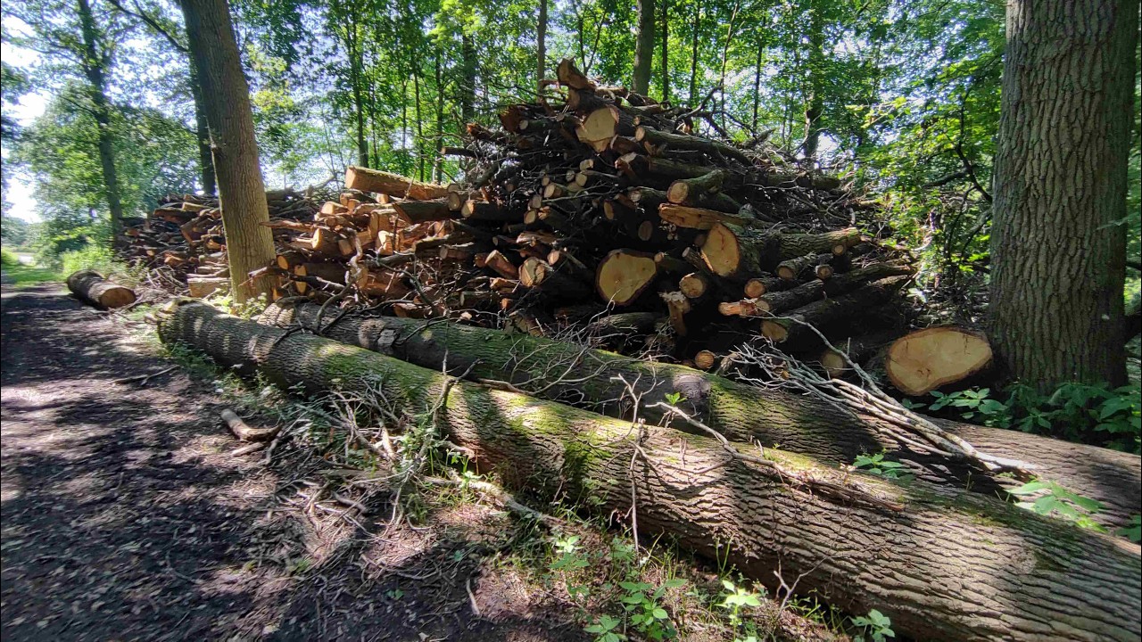 21. juli 2024 N&aelig;stved &ndash; Herlufsholmskoven