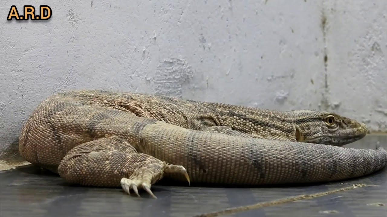 الورل الصحراوى ( Varanus griseus ) وكامل  المعلومات عنه مع احمد الدكرونى