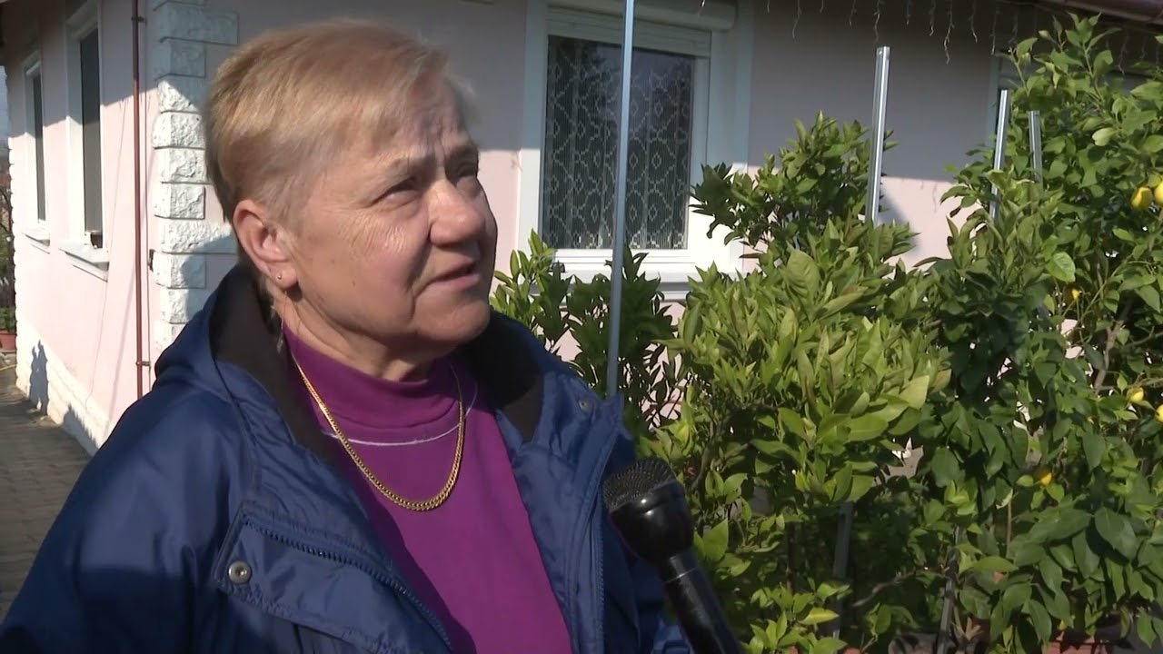 Schrick Lászlóné Zsuzsa - citrom termelő