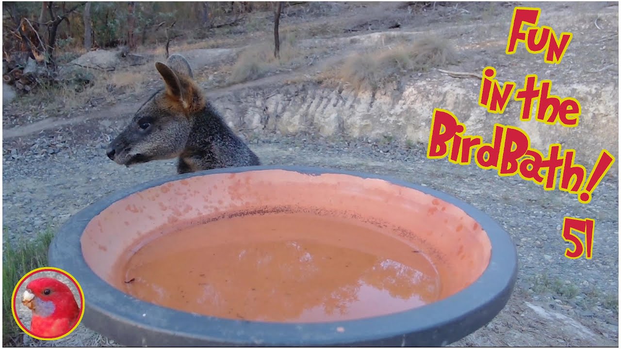 Fun in the Birdbath 51 - Wallaby Glug Glug Glug!