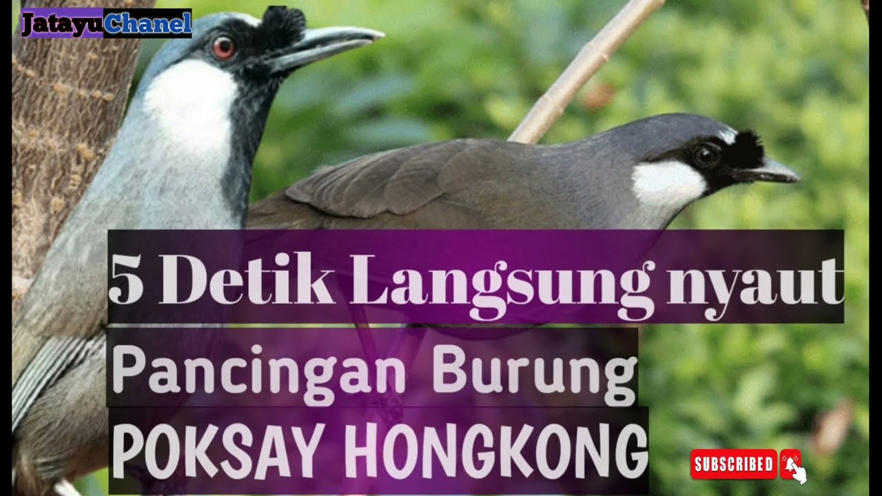 5 Detik langsung nyaut.Pancingan Poksay hongkong betina untuk poksay hongkong Jantan agar ikut gacor