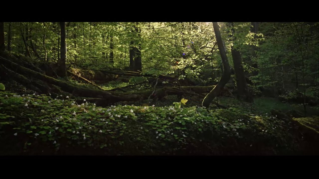 DER WILDE WALD - Natur Natur sein lassen // TRAILER