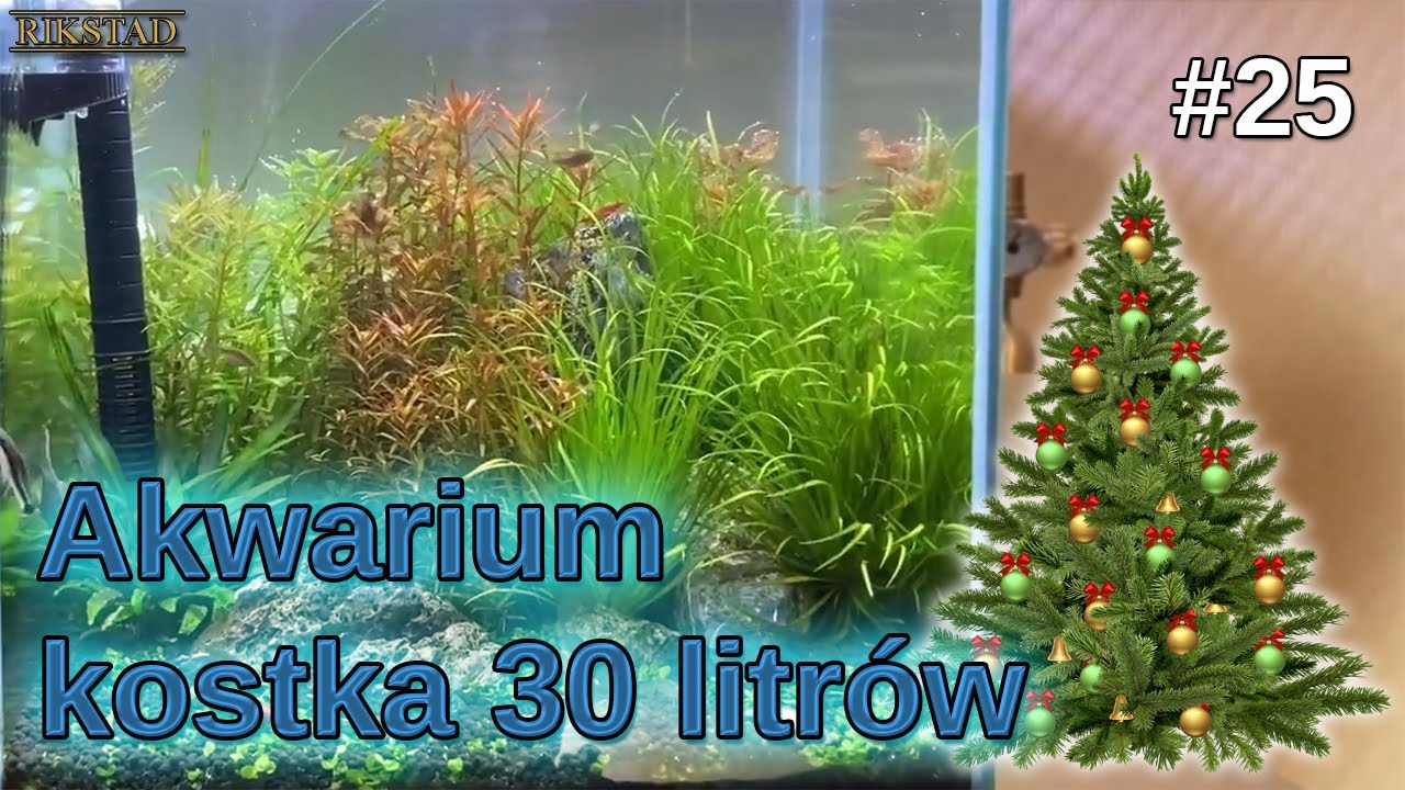 25 - Akwarium 30l kostka - tydzień 25 🎄❄️