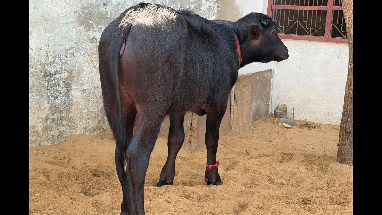 युवा डॉक्टर की शानदार कटड़ीया, बस देखते ही रह जाओगे || Dr. Neeraj Yadav (8708782098)