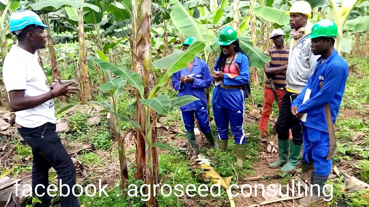 Culture de la banane plantain: comment et pourquoi réaliser l'opération d'oeilletonnage?