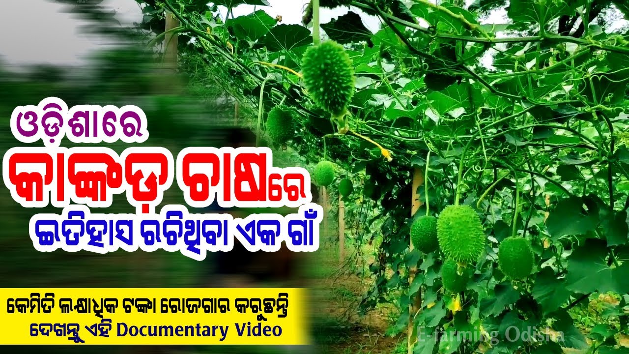 କାଙ୍କଡ଼ ଚାଷ କରିବା ପାଇଁ ଓଡ଼ିଶାର ଲୋକେ କାହିଁକି ଏତେ ପାଗଳ ( କାଙ୍କଡ଼ ଚାଷୀଙ୍କ ଗାଁ ଶେଖସରାଇ ). Spine Gourd.