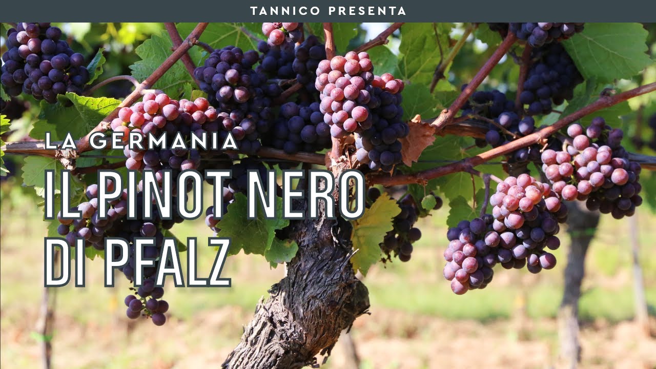 Il Pinot Noir di Pfalz | Tannico Flying School