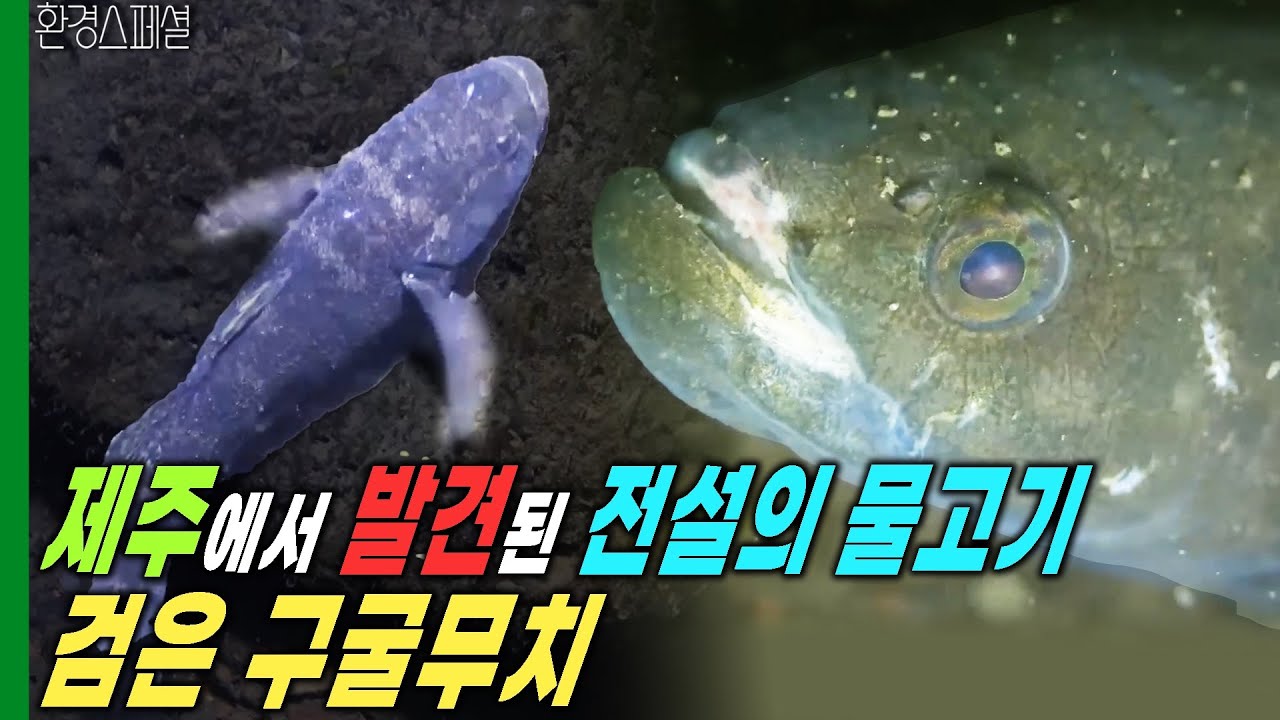 제주에서 발견된 전설의 물고기, 검은 구굴무치  [UHD환경스페셜-최초보고 섬으로 간 물고기] / KBS 20211021 방송