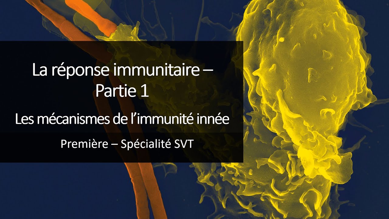 Cours Spé SVT 1eres - Immunité 1 - Les mécanismes de l'immunité innée