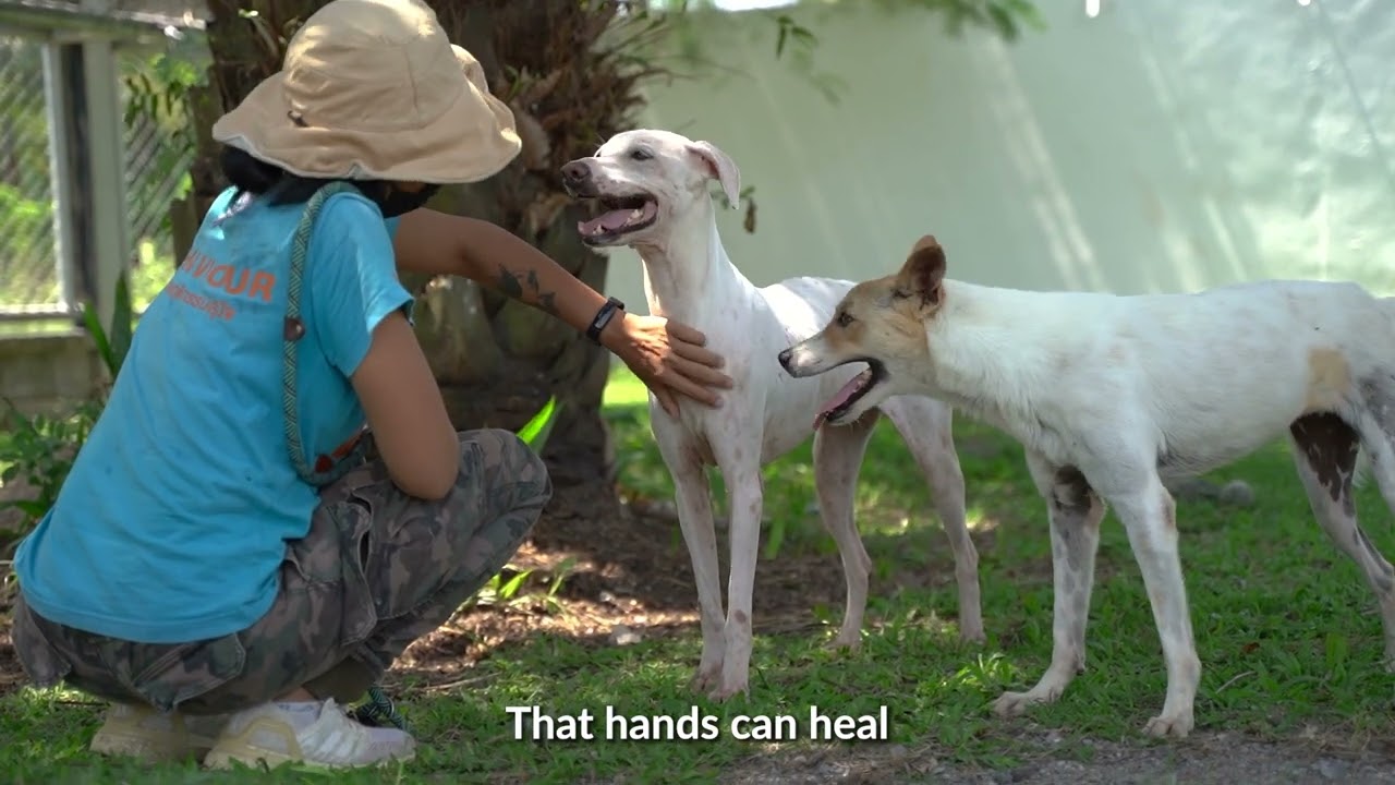 Someone decided she didn’t belong in this world💔| Soi Dog Foundation #dogrescue #animals #rescue