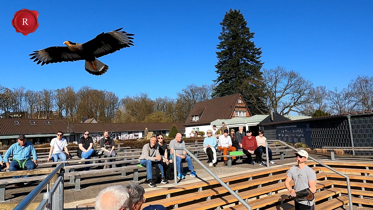 Adlerwarte Berlebeck, Nähe Detmold. 4K/120 FPS. Mit 2 Flugvorführungen und Tipps. März 2025. Eagle.