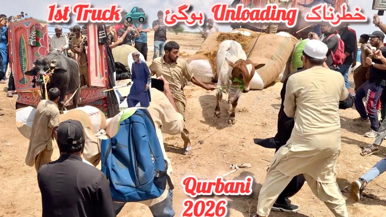 1st & 2nd Truck Unloading Northern Bypass Mandi || Qurbani Season 2026 || Cow Mandi 