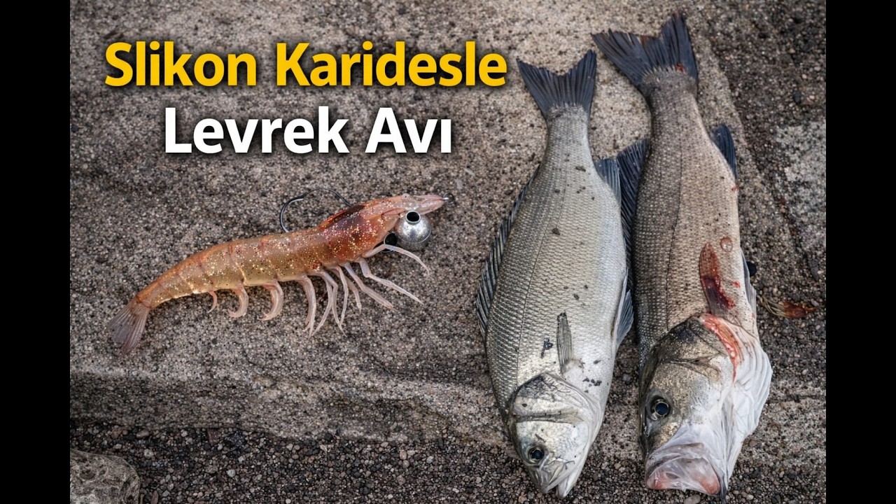 Her atış levrek!Slikon karidesle levrek avı.Levrekler bu karidese dayanamıyor.At&ccedil;ek Lrf spin avı!!!!