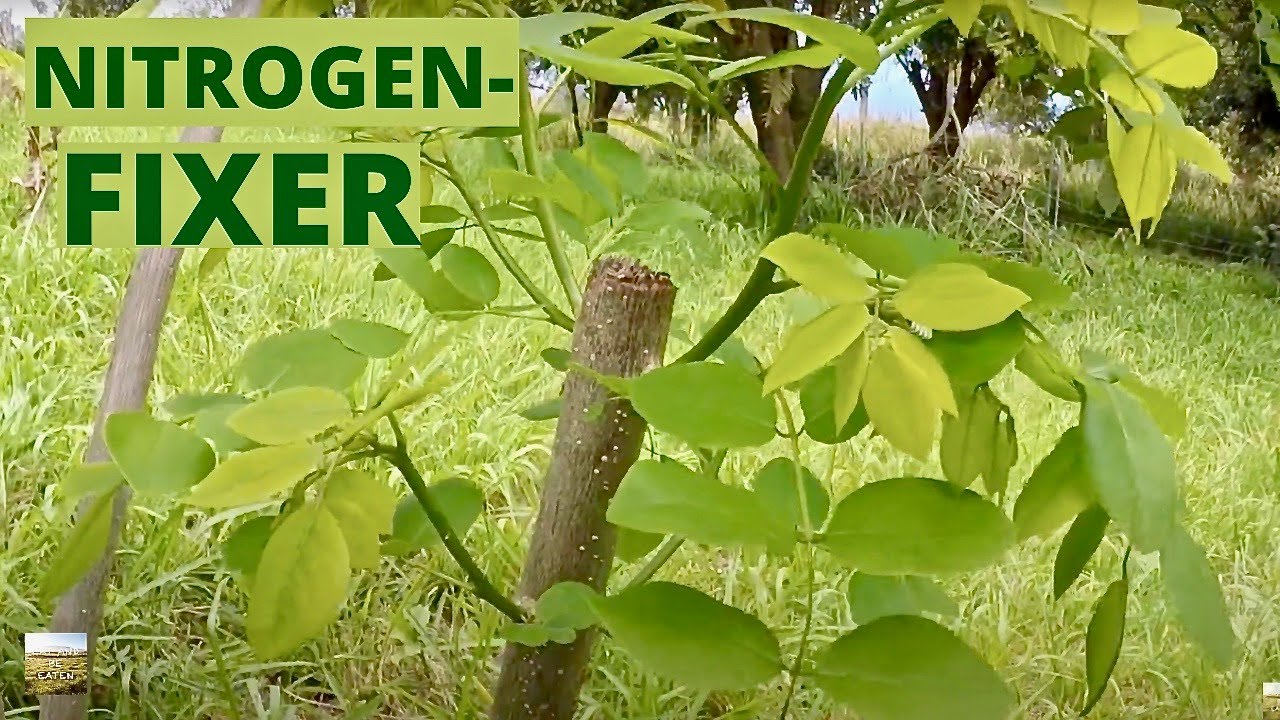 Chop-and-Drop LIVING MULCH | Principles of Permaculture | Eat And Be Eaten