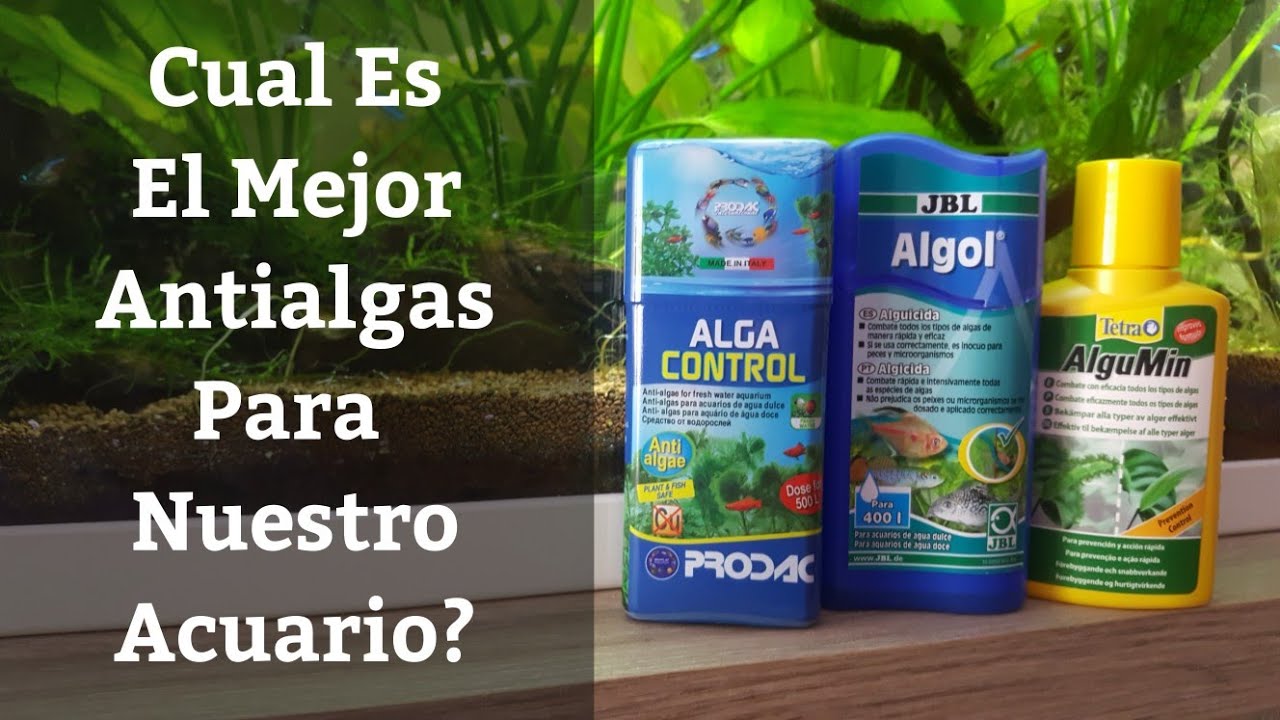 🔵 El Mejor Antialgas Comercial Para Tu Acuario, (Acuarios MB)