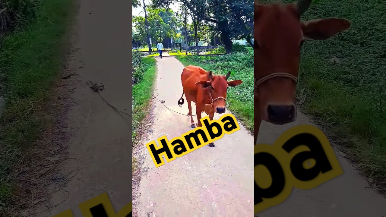 Habba #hambacow #cow #animals #bushcraft
