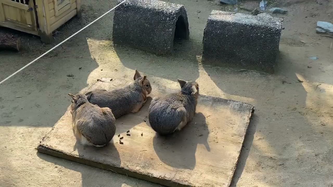 Kebun binatang di jepang #viral #jepang #fyp #ytbshorts 