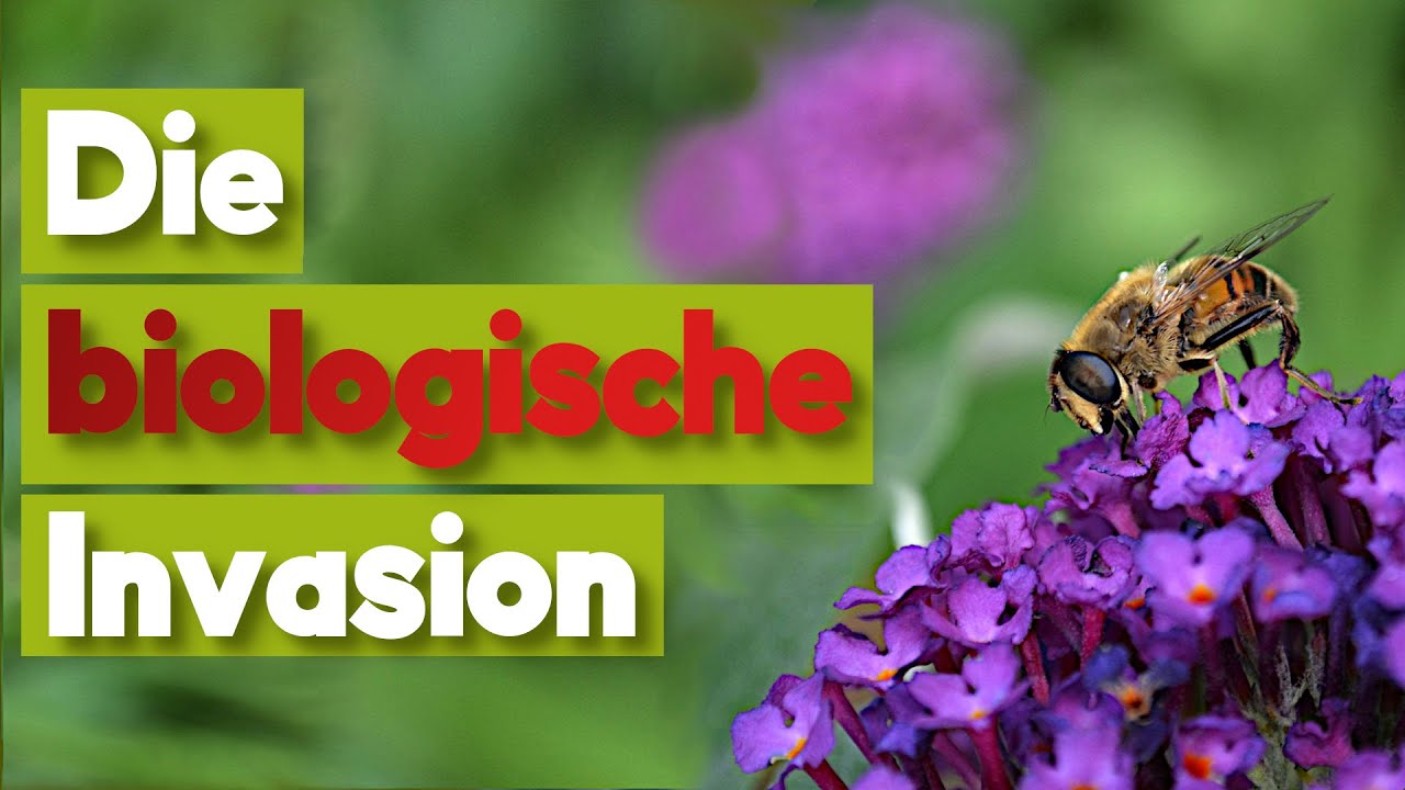 Neophyten!Gefahr oder Chance? Das Dilemma mit den Neophyten.
