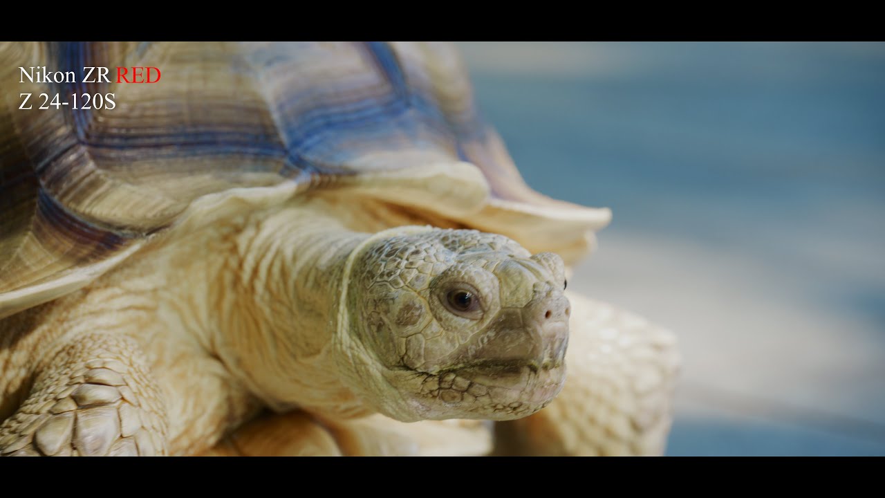 Nikon ZR  R3D NE 試拍 Z24-120mm Handheld 