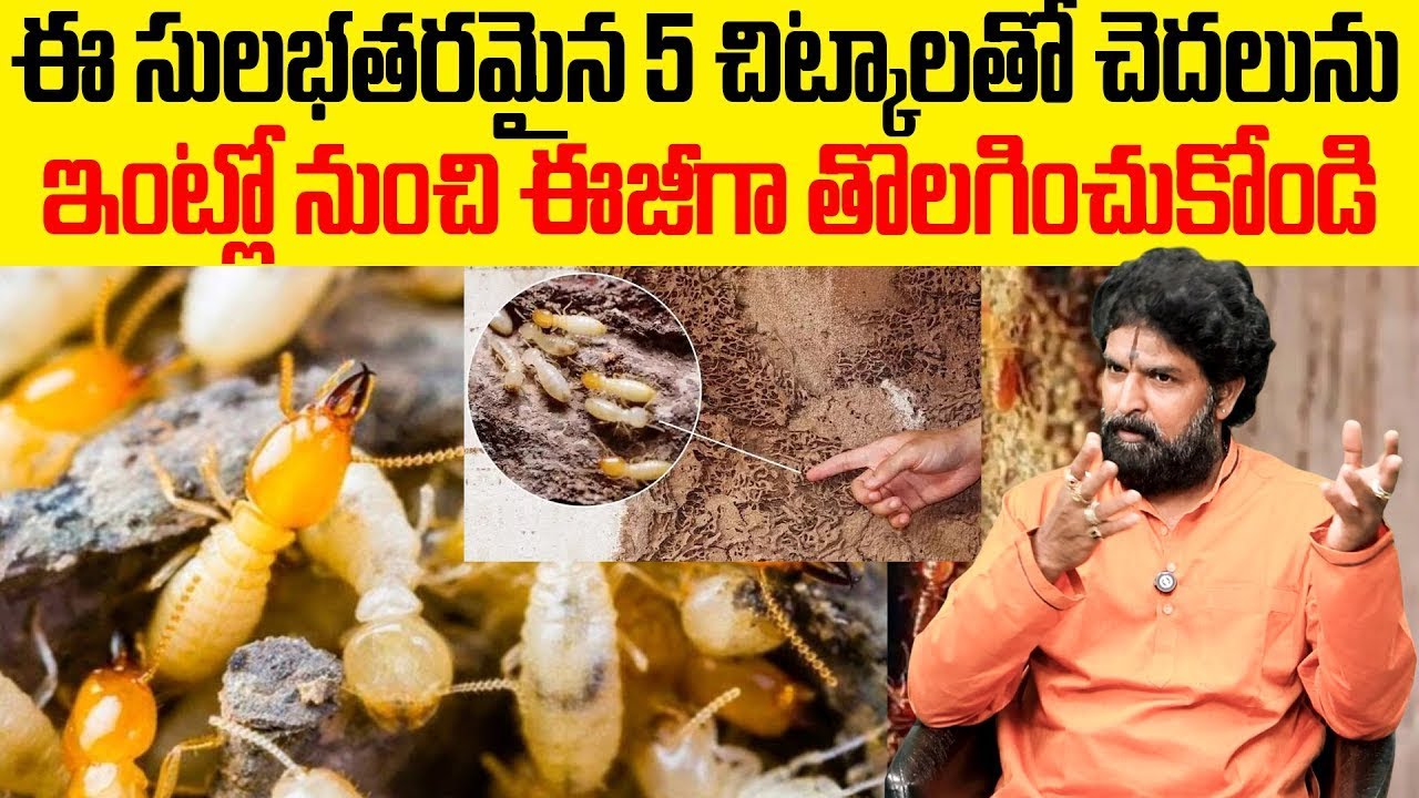 Vikramaditya : మీ ఇంటికి చెదలు పడితే మీ ఇంట్లో జరగబోయేది ఇదే | Dharma Sandhehalu | Sumantv