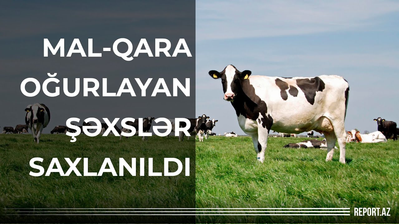 Mal-qara oğurlayan şəxslər saxlanıldı