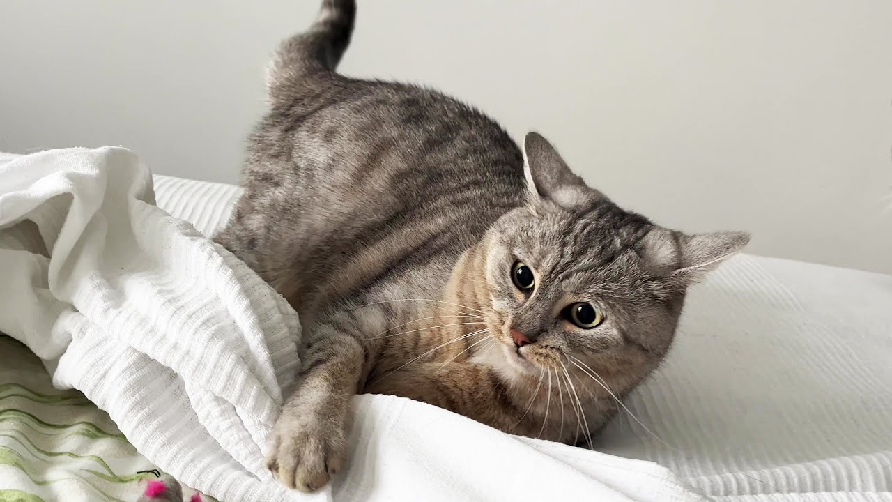 Cat zoomies