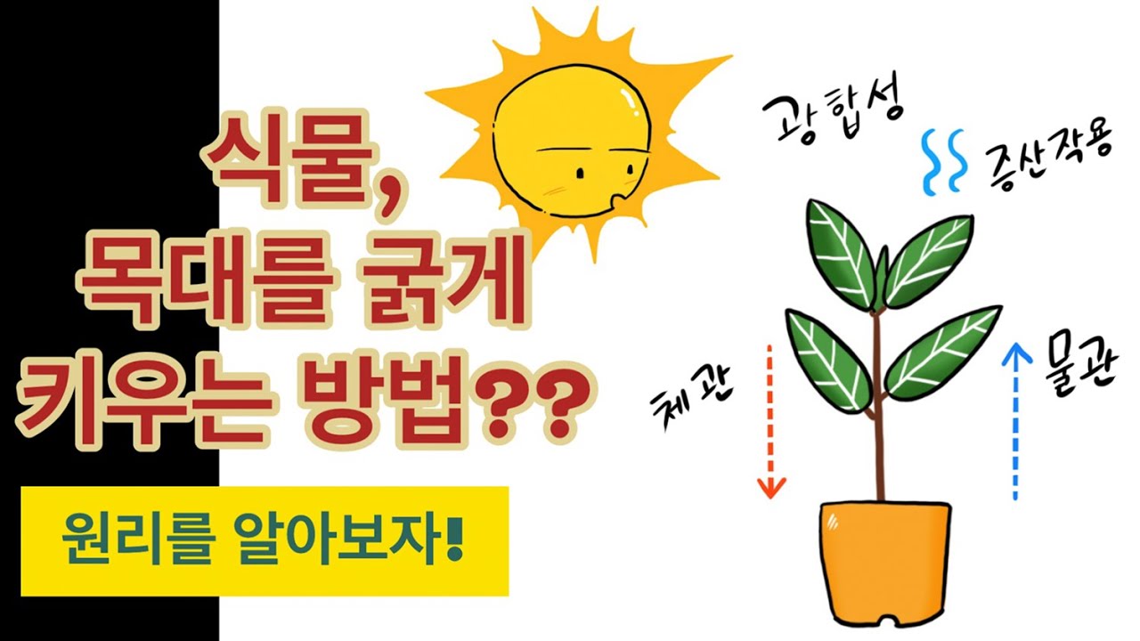 식물 목대를 굵게 키우는 방법 / 원리