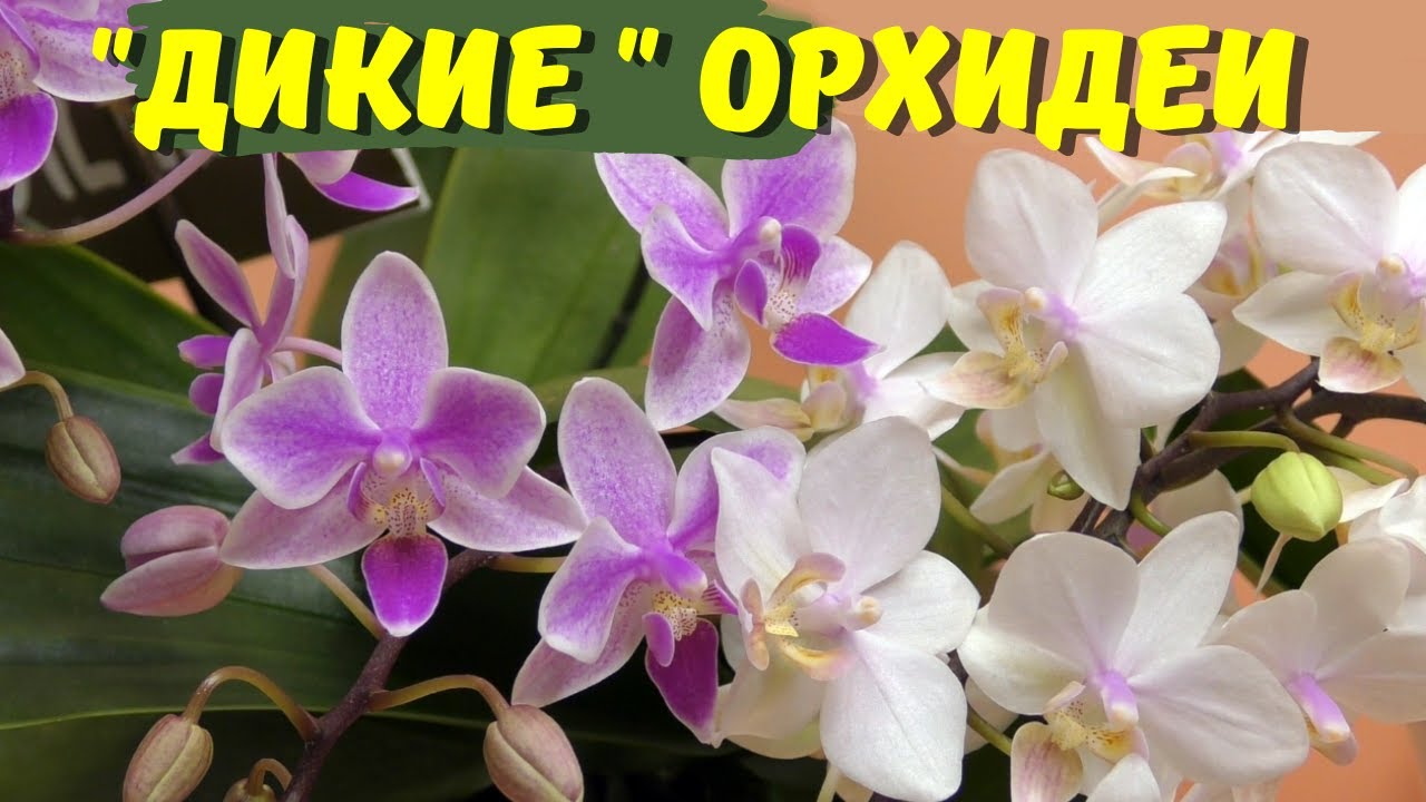 Орхидеи, сохранившие дикую красоту (Phal. Yaphon Pink Lady, Phal. Jungle Blush,  Phal.Willd jaquar )
