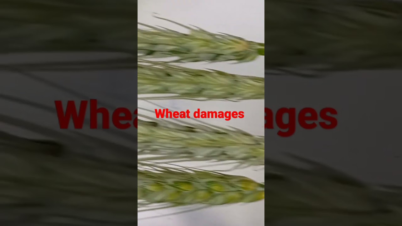 wheat damages