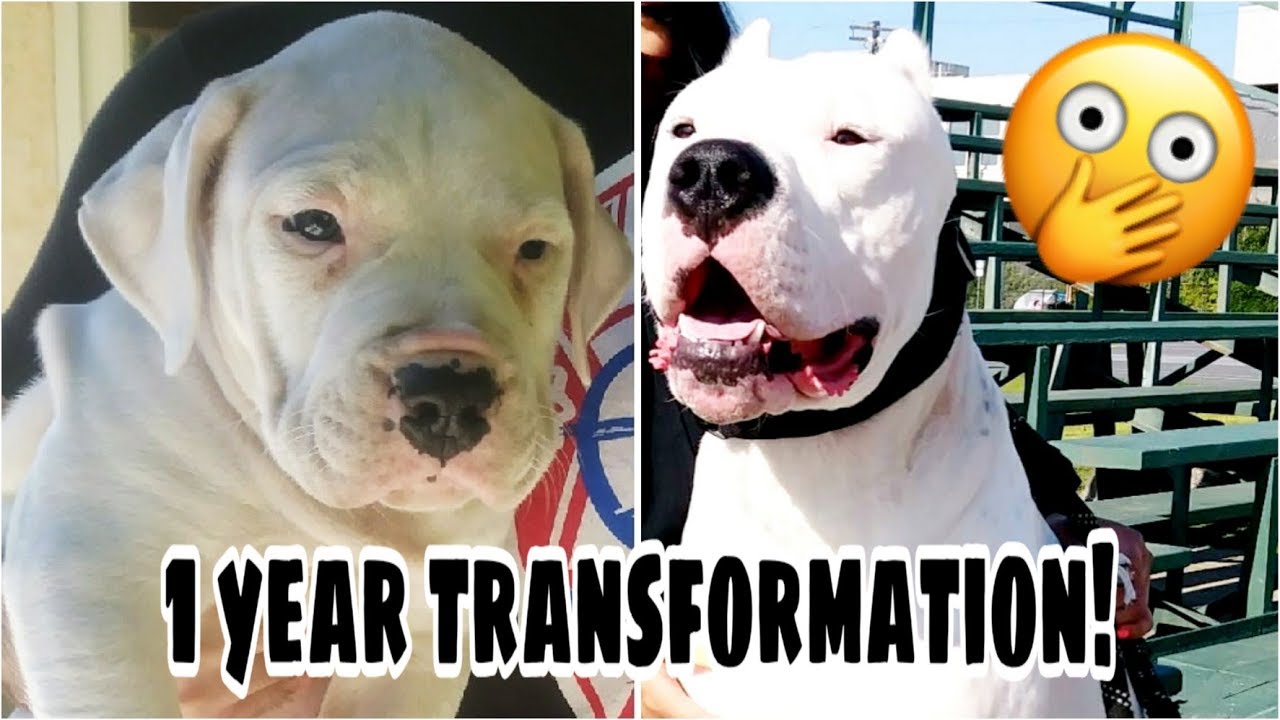 WATCH ME GROW | 8 WEEKS - 1 Y/O | Puppy to DOG | DOGO ARGENTINO