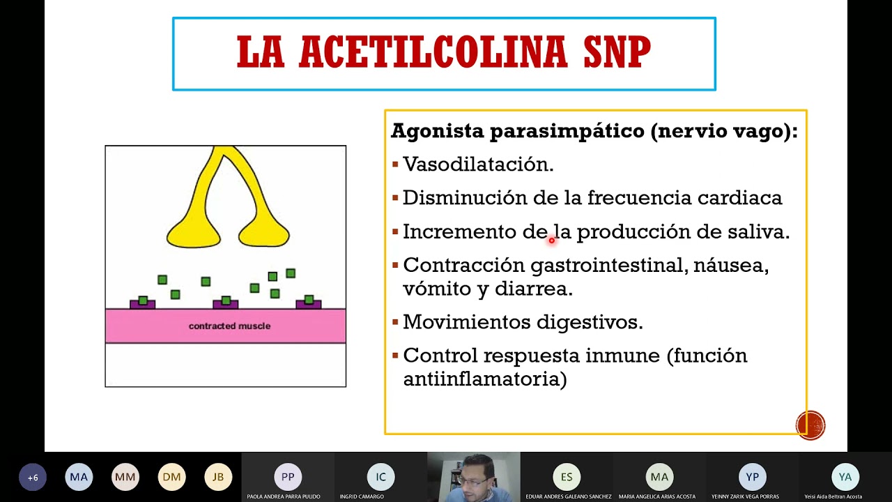 Acetilcolina