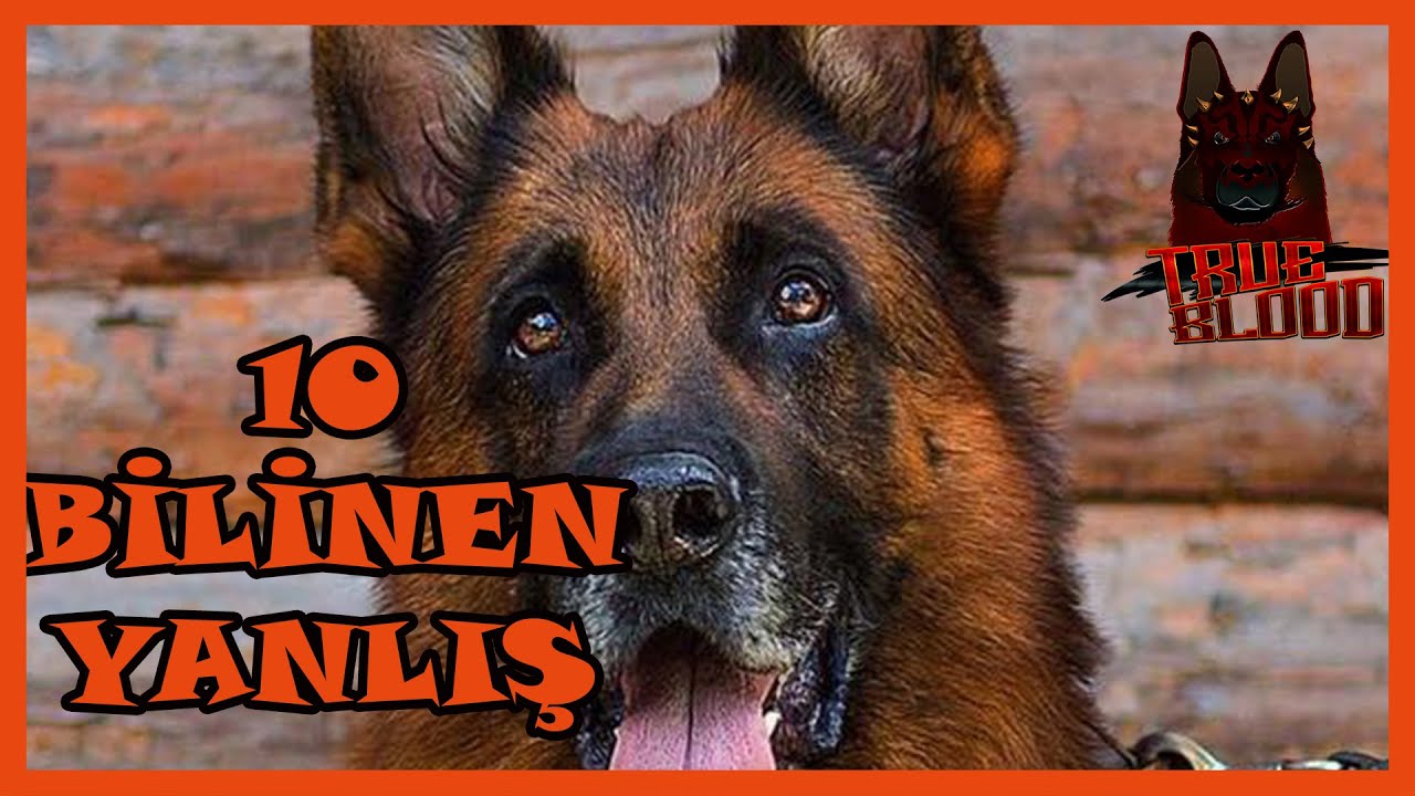 ALMAN ÇOBAN KÖPEĞİ HAKKINDA 10 BİLİNEN YANLIŞ - ALMAN KURDU NASIL BİR KÖPEK