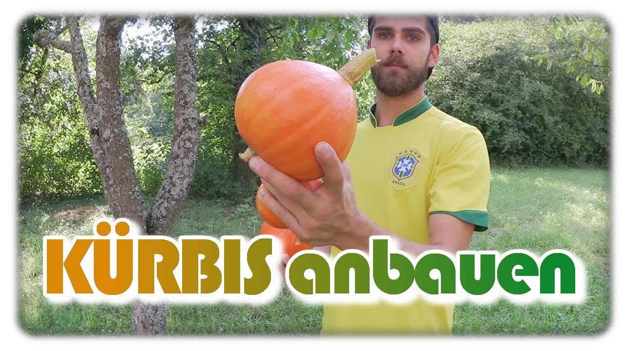 Kürbis Ernte | Mehr Wachstum und zweite Ernte?