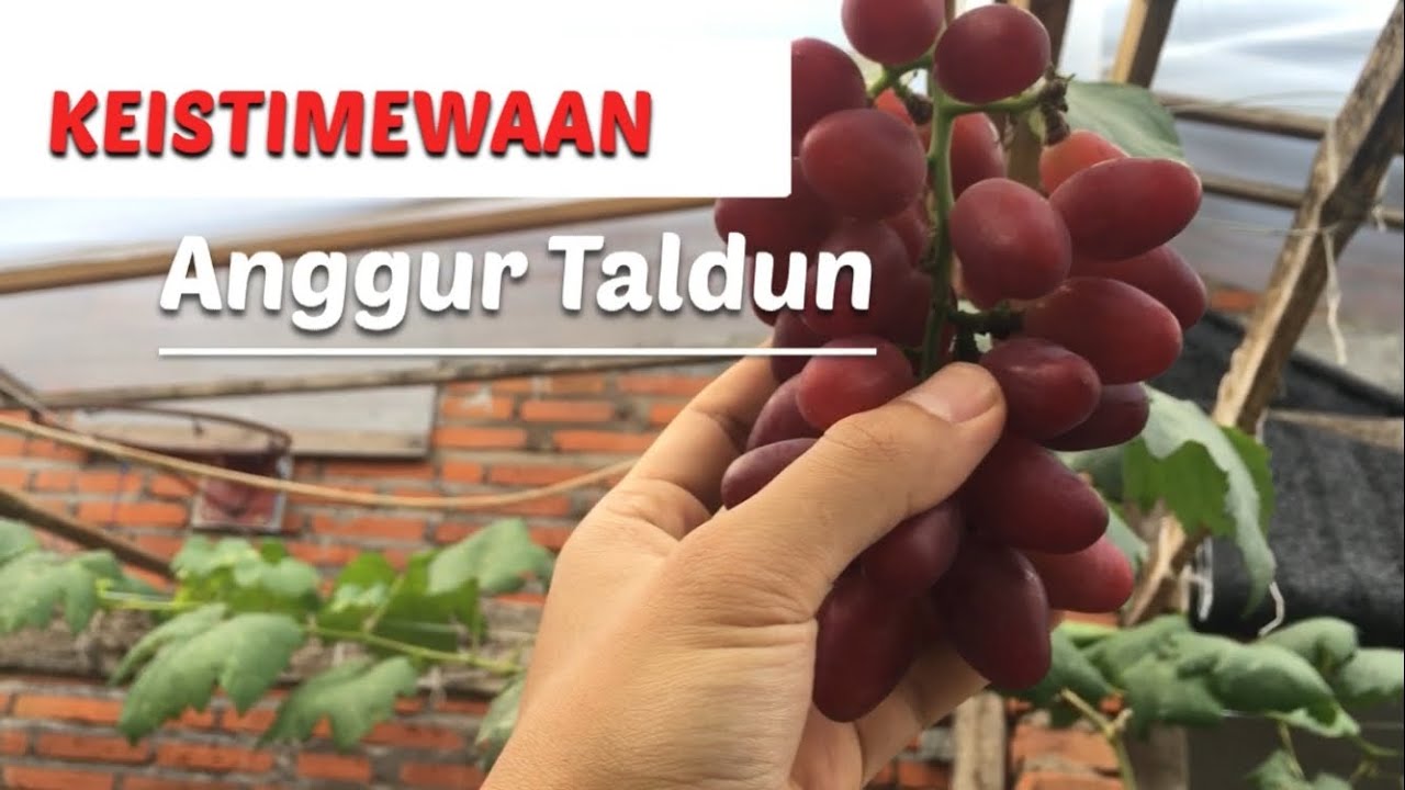 Keistimewaan Anggur Taldun | Panen Anggur