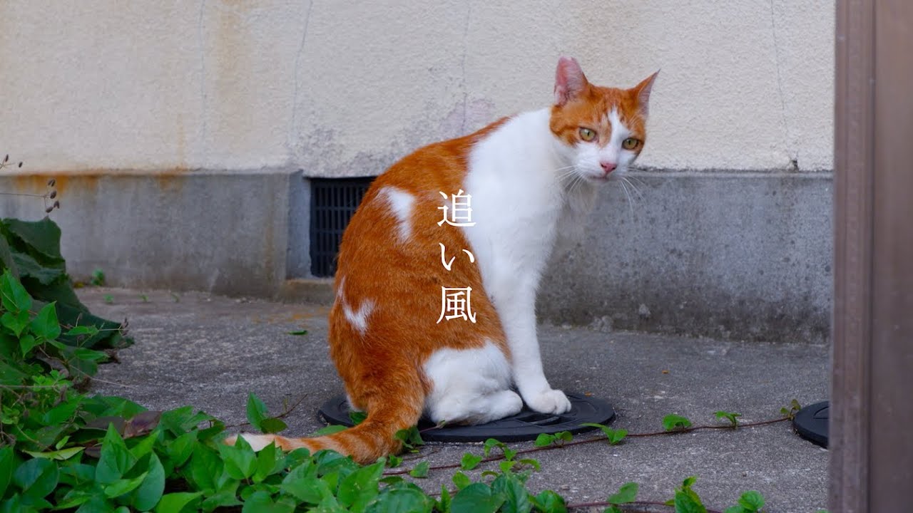 Mama Rag - 追い風