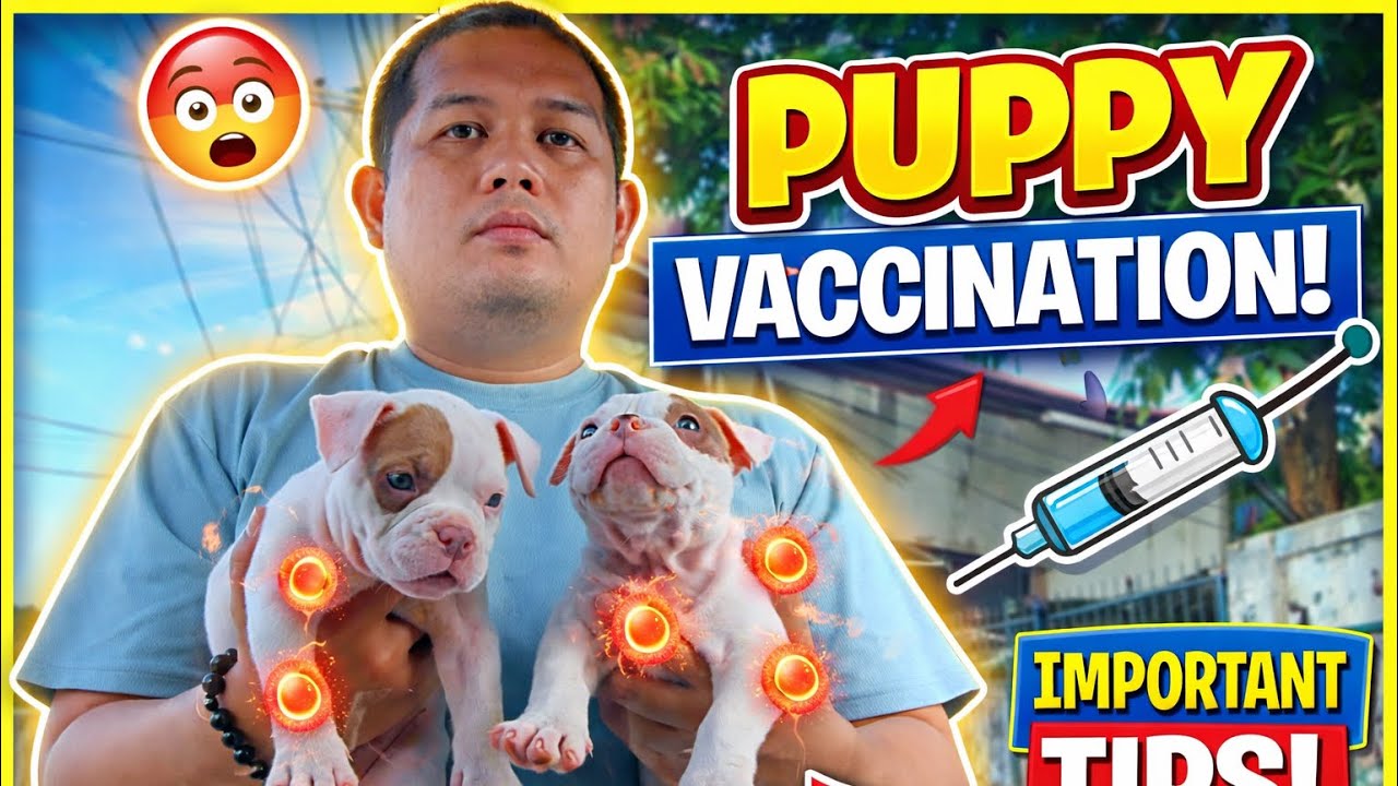 Exotic Bully Vaxx Time