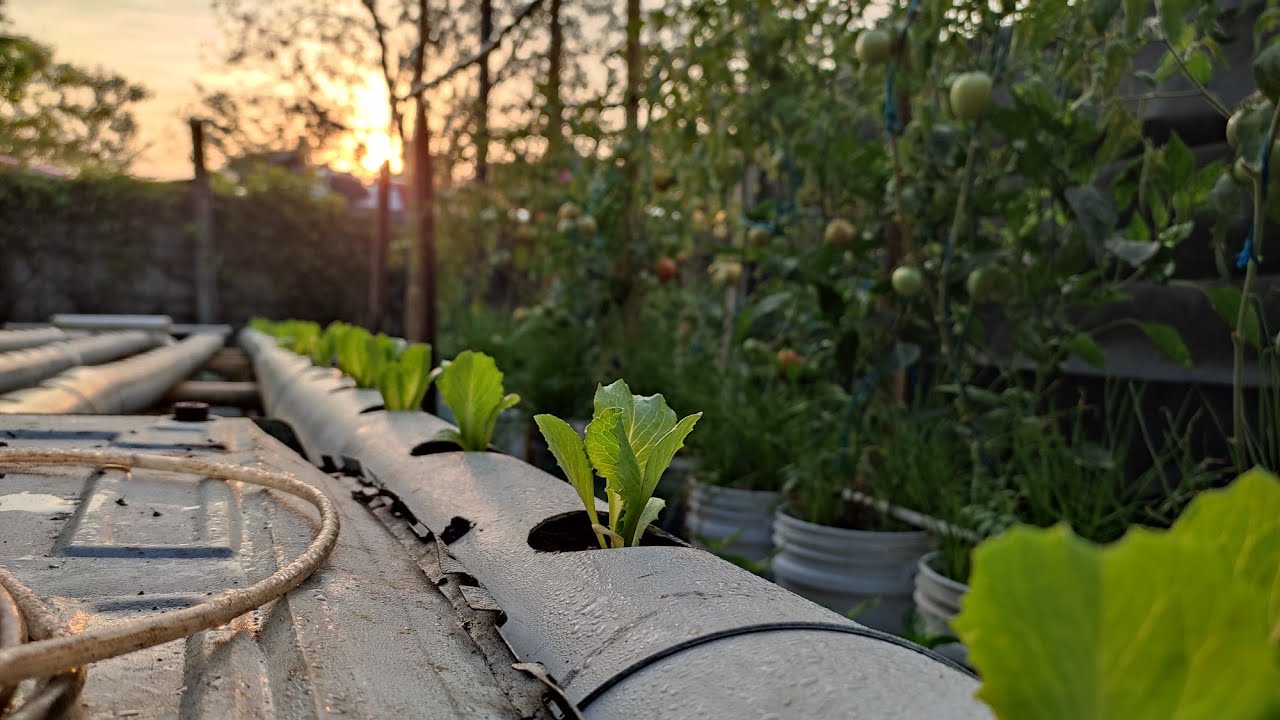 Lechuga hidroponica en sustrato inerte