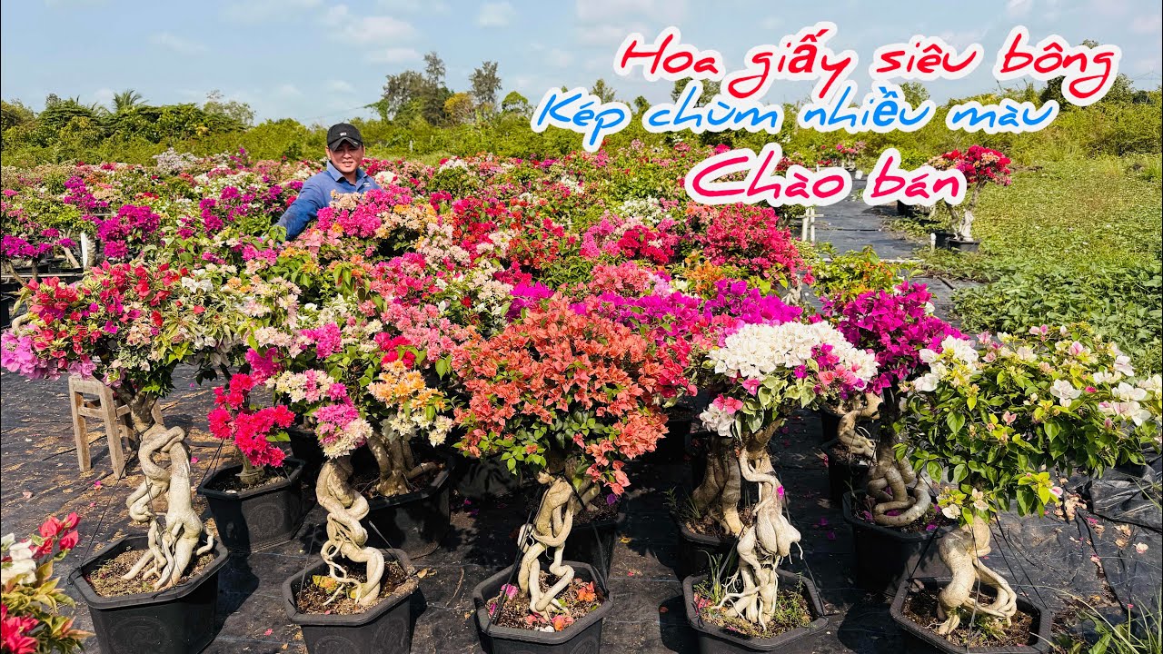 Hoa giấy siêu bông,kép chùm cây gọn đế chào bán..01/03😘📲 0924.485.874.Phúc 