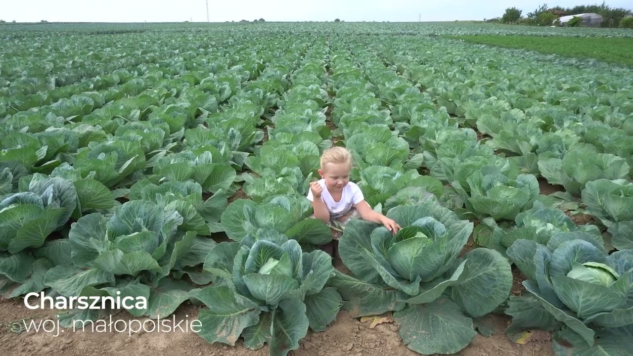 Uprawa kapusty 🥬 | Agrarius