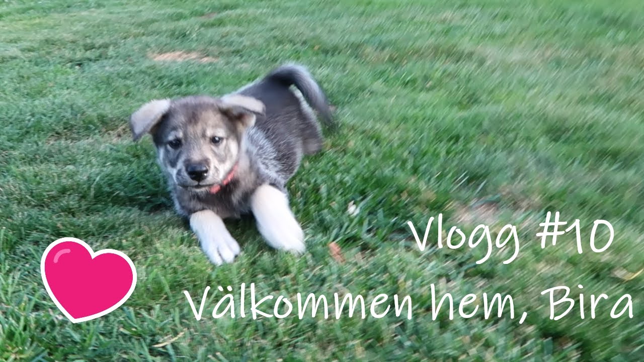 Hämtar hem vår nya familjemedlem | Livet i Gummark #10