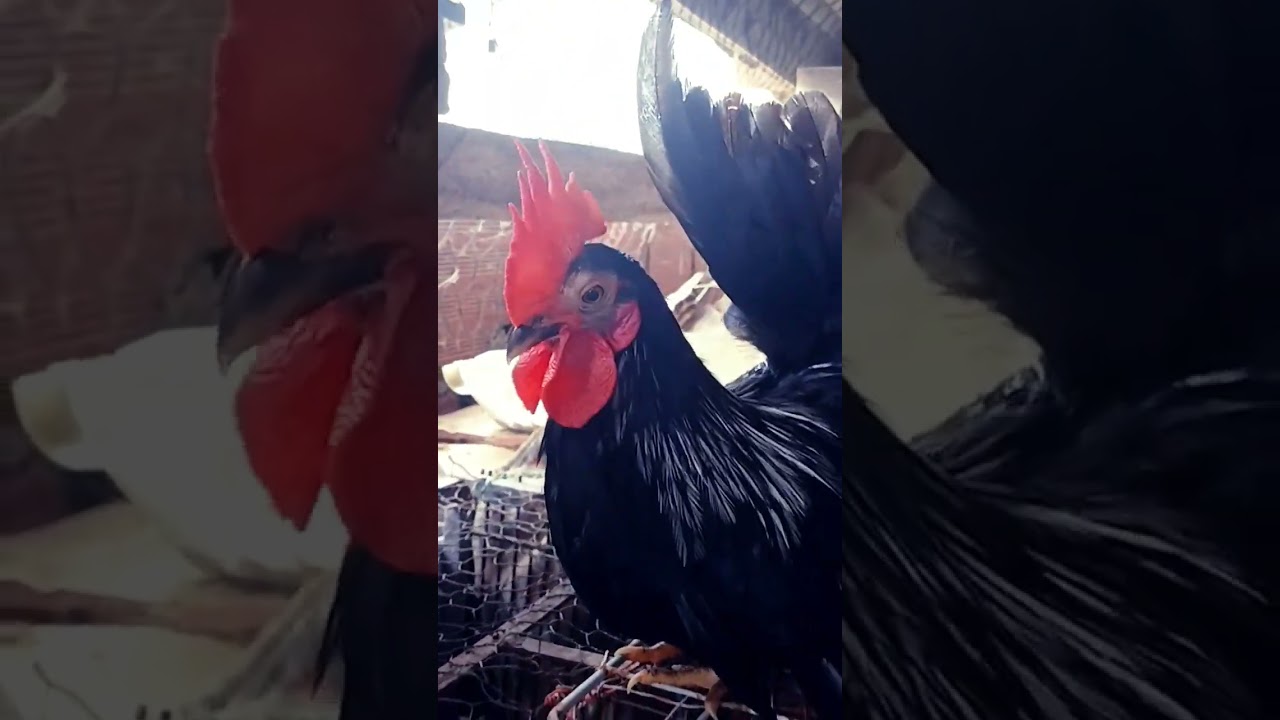 Dragão black prata em início de reprodução 