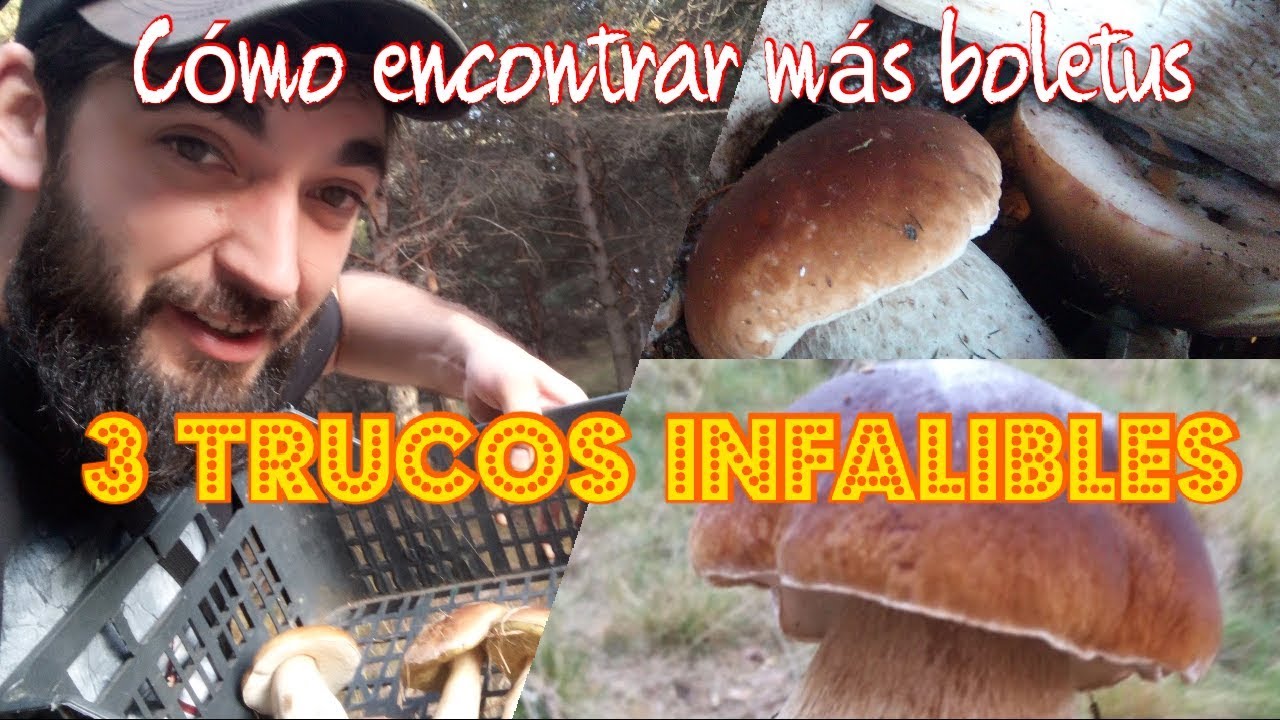 3 TRUCOS PARA COGER M&Aacute;S BOLETUS🍄🌲 [100% EFECTIVO]👍