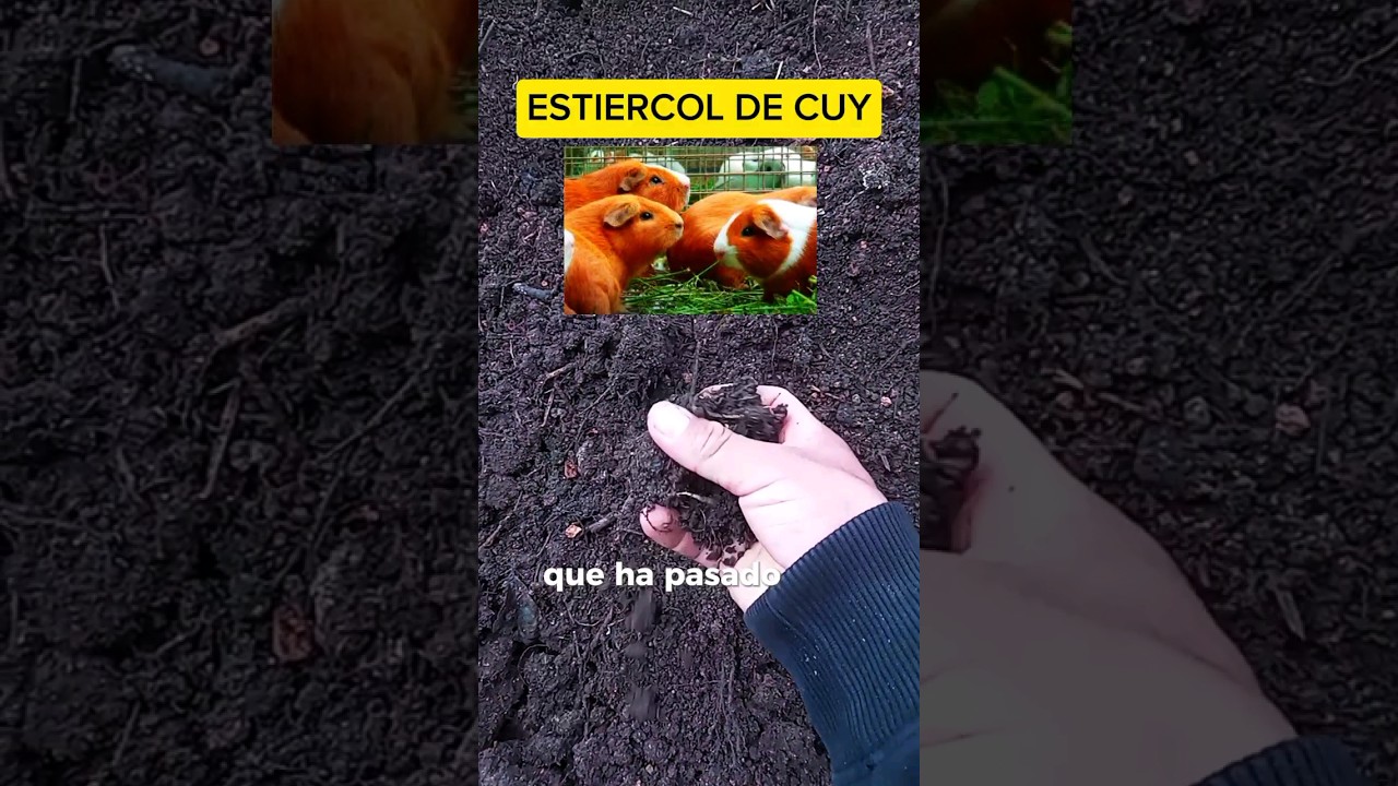 ESTI&Eacute;RCOL DE CUY 🐹Para tus plantas (ABONO ORG&Aacute;NICO) #huertoencasa #plantas #jardi #cuyes #abono