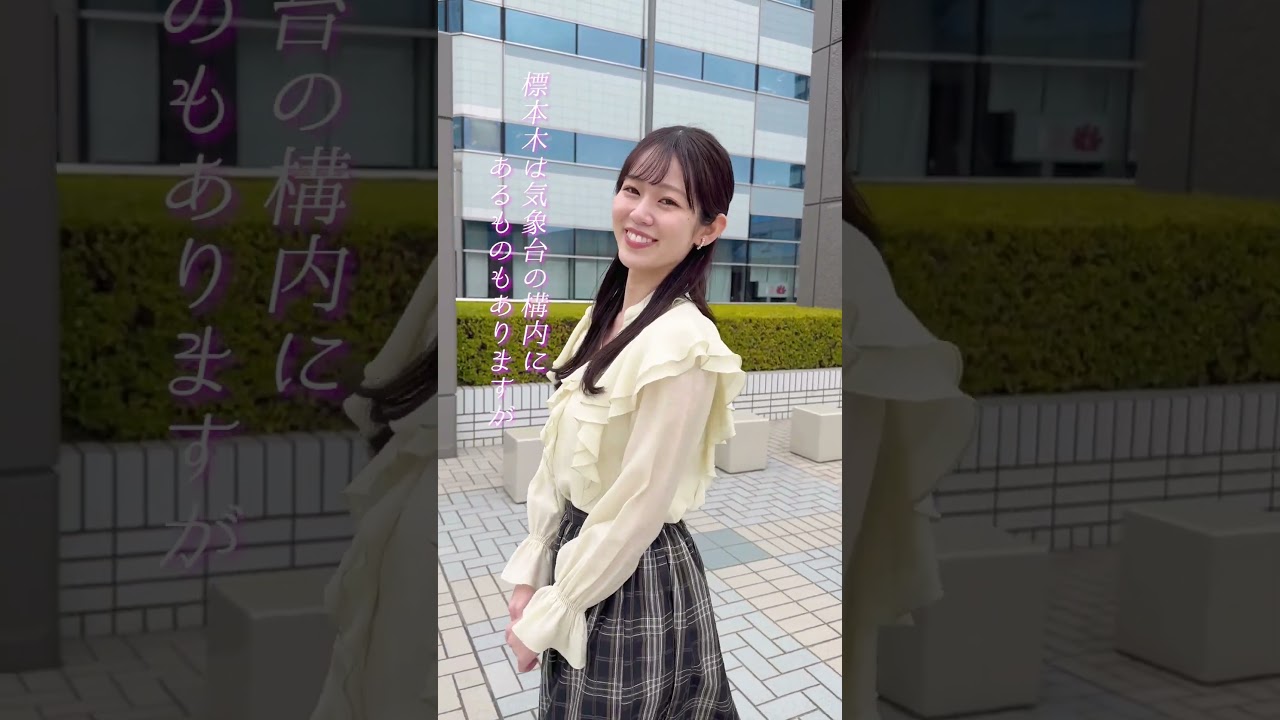 【ややウケ天気予報】桜の標本木 #通勤タイパ #青原桃香 #豆知識