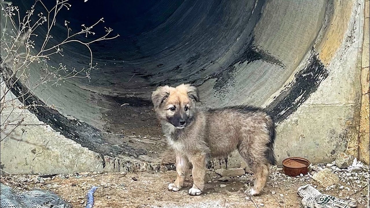 Scared to Death Puppy Struggling to Survive Until Truck Driver Spotted Her