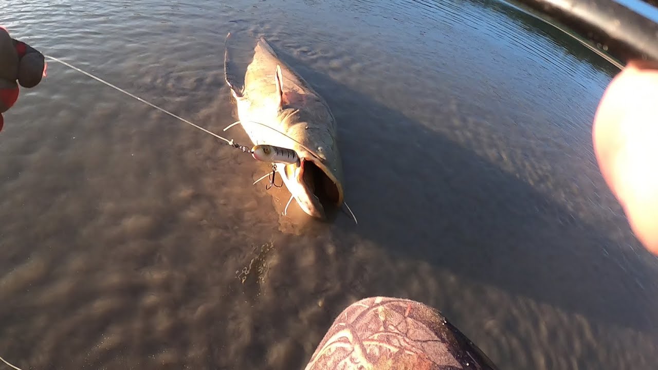 pêche silure au whopper plopper 190