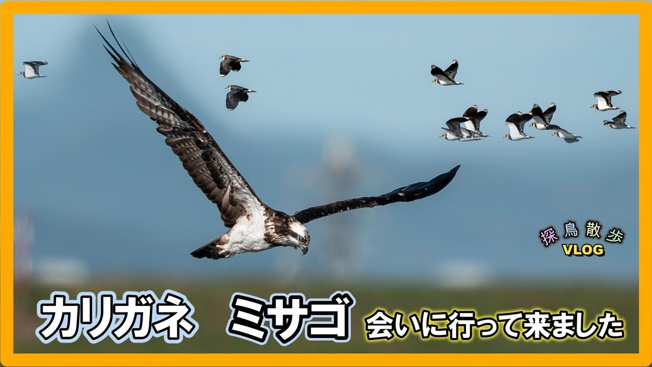 【探鳥散歩 VLOG】カリガネとミサゴがメインです。4日分の探鳥をまとめてみました。